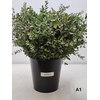 EUC PARVIFOLIA PER STEEL-IT-