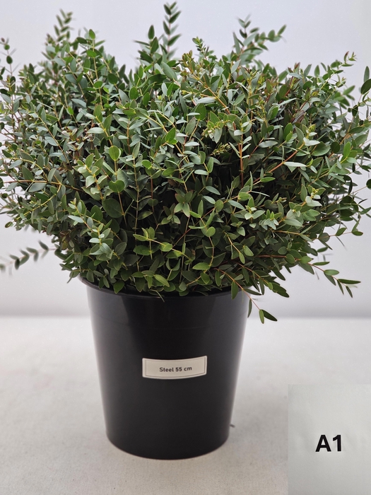 EUC PARVIFOLIA PER STEEL-IT-