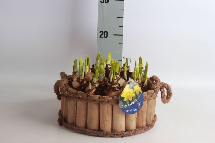 <h4>ARR NARCISSUS</h4>