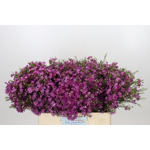 Chamelaucium Purple Rain