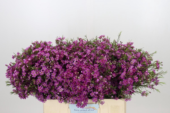 <h4>Chamelaucium Purple Rain</h4>