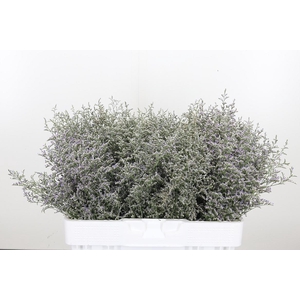 Limonium Misty Blue