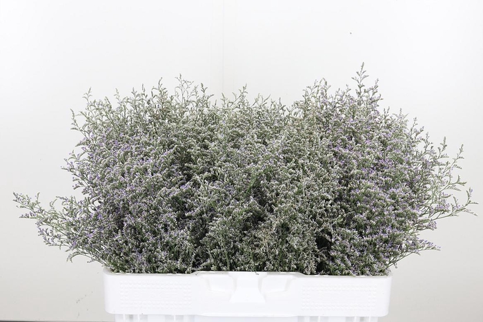 <h4>Limonium Misty Blue</h4>