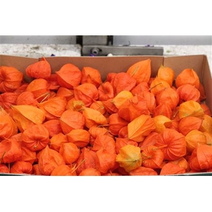 Physalis Lampion Los