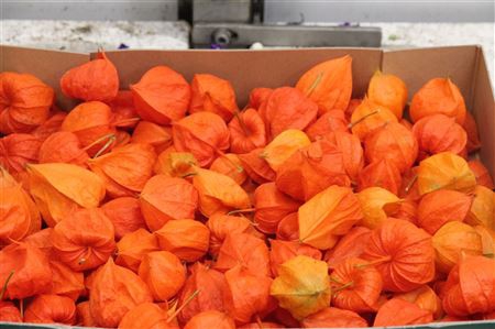 <h4>Physalis Lampion Los</h4>