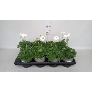 Scabiosa columb. 'Butterfly Blue'