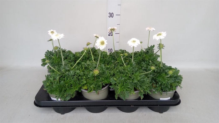 <h4>Scabiosa columb. 'Butterfly Blue'</h4>