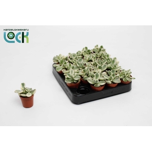 cotyledon ladismithiensis Varigata