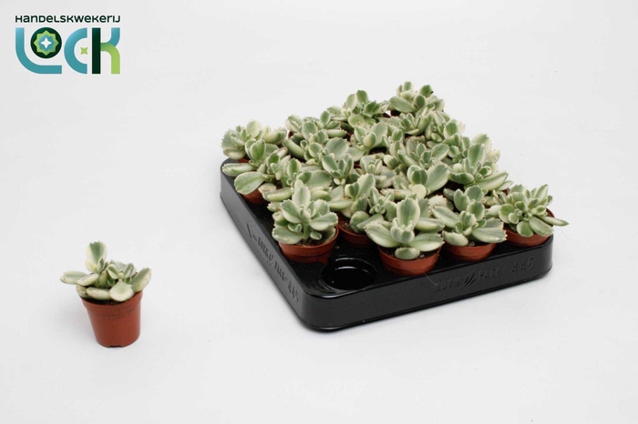 <h4>cotyledon ladismithiensis Varigata</h4>