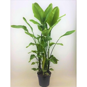 Strelitzia nicolai 38 Toef 7 pp
