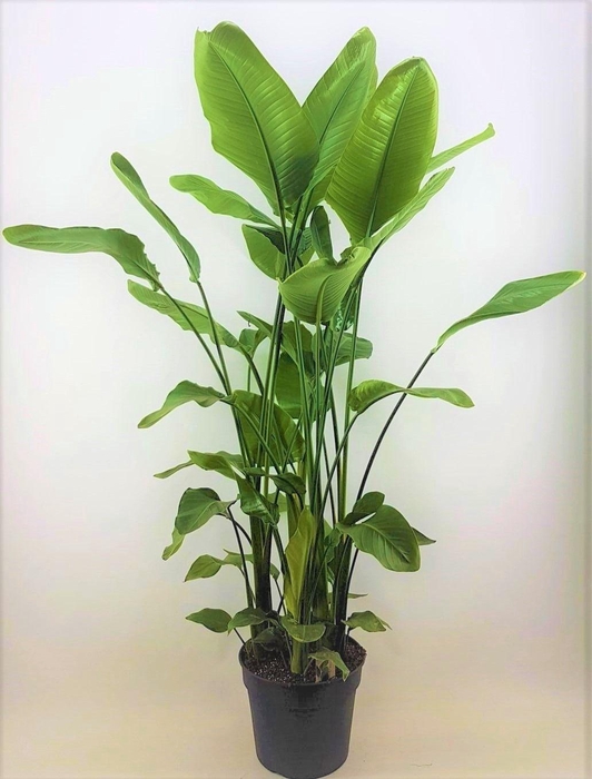 <h4>Strelitzia nicolai 38 Toef 7 pp</h4>