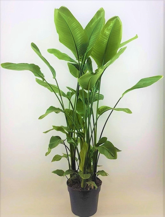 <h4>Strelitzia nicolai 38 Toef 7 pp</h4>