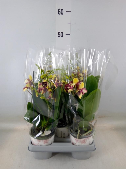 <h4>Phalaenopsis ...mix</h4>