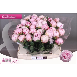 PAEO L SARA BERNHARD