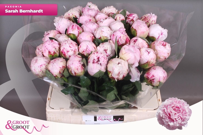 <h4>PAEO L SARA BERNHARD</h4>