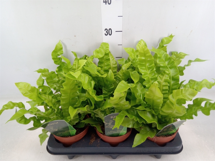 <h4>Asplenium nidus 'Crispy Wave'</h4>