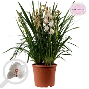 Cymbidium wit 10+tak getoufd