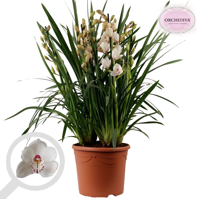 <h4>Cymbidium wit 10+tak getoufd</h4>