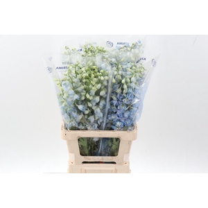 Delph Du Guard Laven