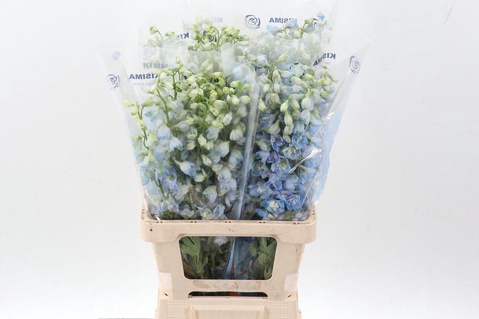 <h4>Delph Du Guard Laven</h4>