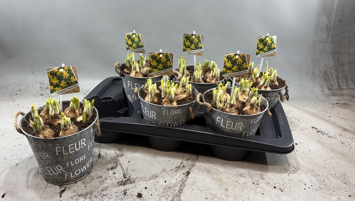 <h4>Arr N Tete A Tete</h4>