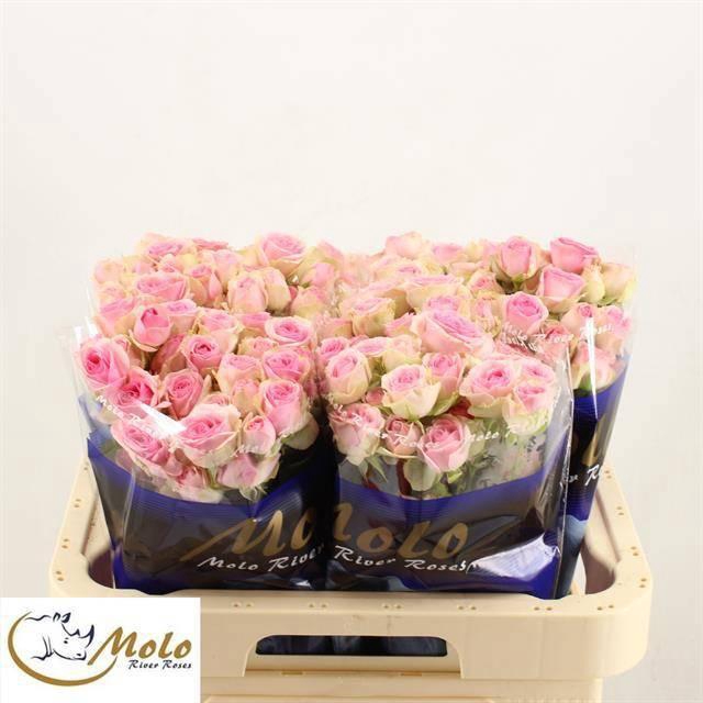 <h4>R TR DINARA</h4>