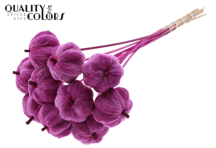 Velvet Pumpkin Ø6cm on stem Lilac
