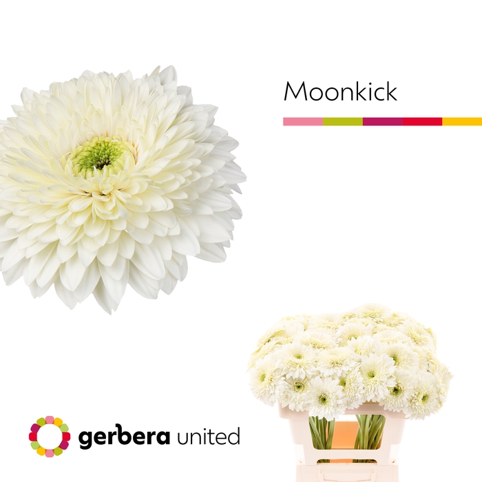 <h4>Gerbera Pomponi Moon Kick Water</h4>