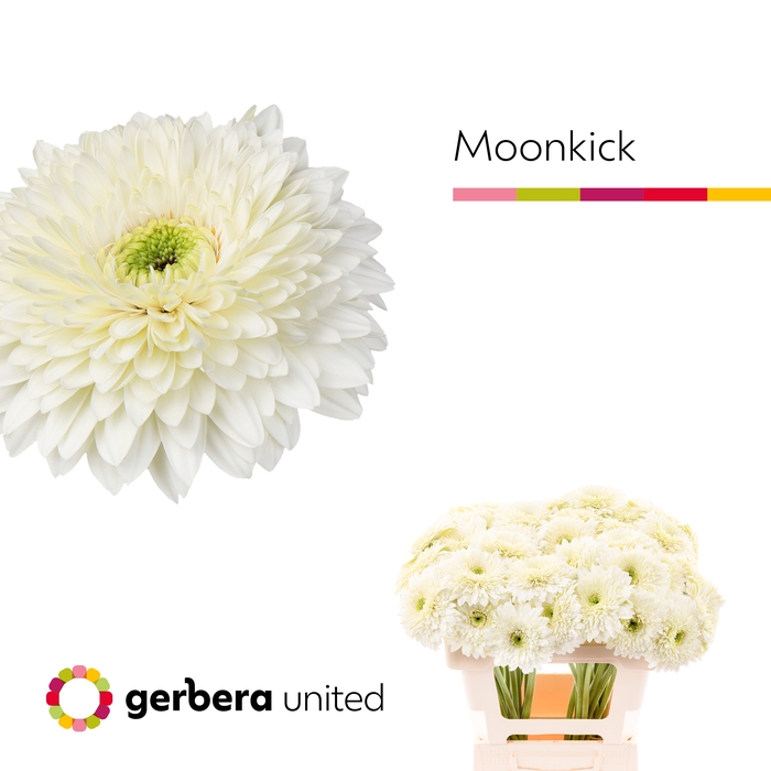 <h4>Gerbera Pomponi Moon Kick Water x40</h4>