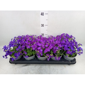 Aubrieta gracilis 'Kitte'