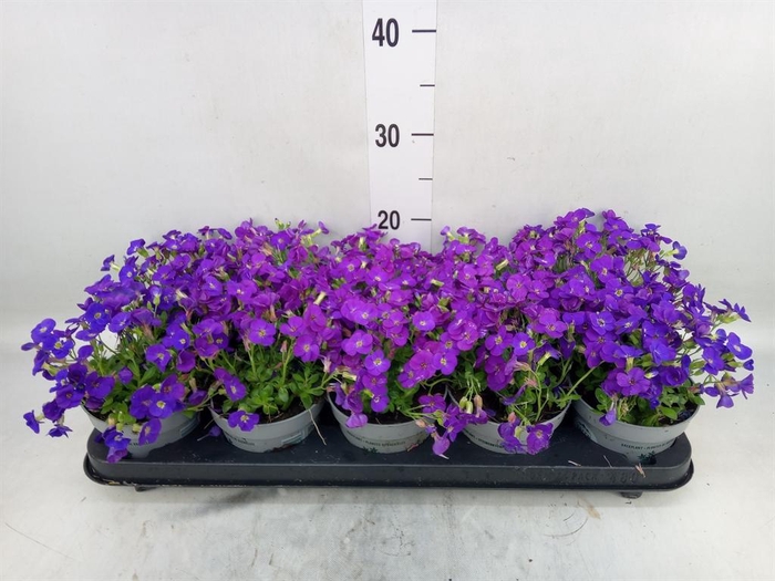 <h4>Aubrieta gracilis 'Kitte'</h4>