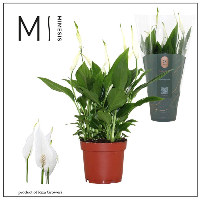 <h4>Spathiphyllum Bellini - 13cm | Mimesis</h4>