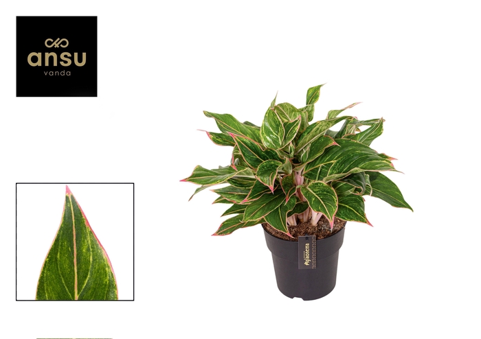 <h4>Aglaonema Jungle Light</h4>
