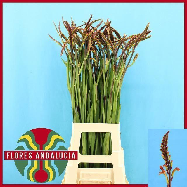 <h4>CHASMANTHE FLOR SATURNUS CHASMAN SA</h4>