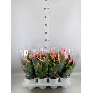 Anthurium andr. 'Lilli'