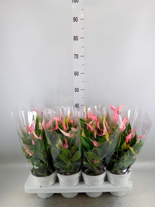 <h4>Anthurium andr. 'Lilli'</h4>