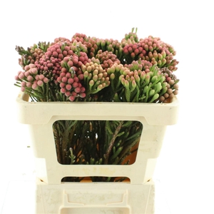 Brunia Natural Red