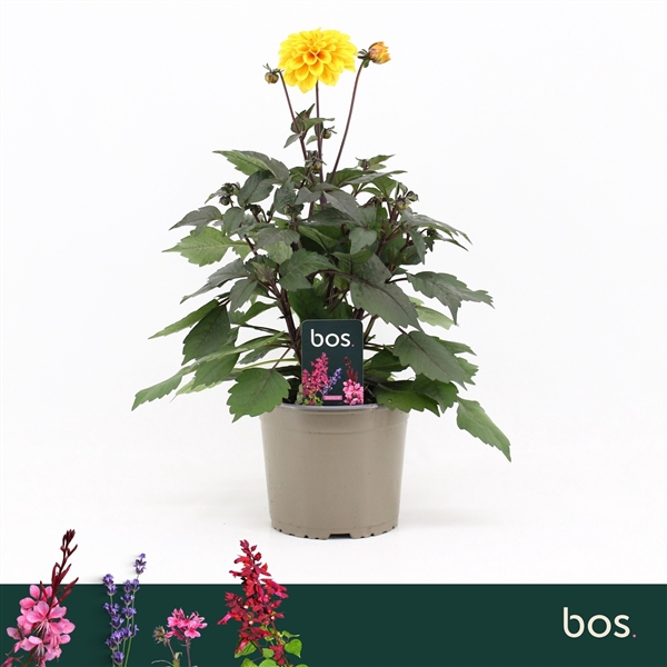 <h4>Dahlia Gardenetta, Golden Yellow</h4>