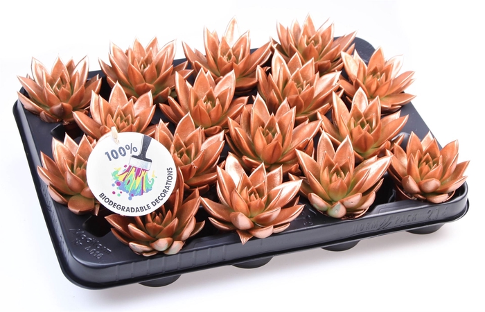 <h4>Echeveria  'Miranda'</h4>