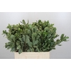 Pittosporum Ilan