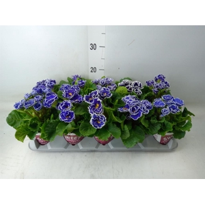 Primula ac. 'Candy Sky Blue'