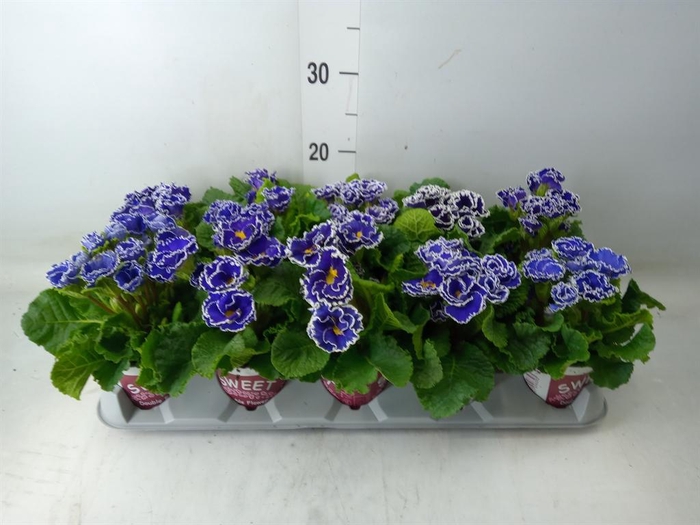 <h4>Primula ac. 'Candy Sky Blue'</h4>