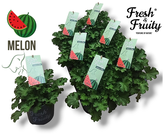 <h4>Pel. Fresh&Fruity® Melon Fresh</h4>