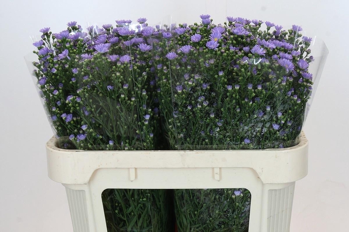 <h4>AST CASSANDRA</h4>