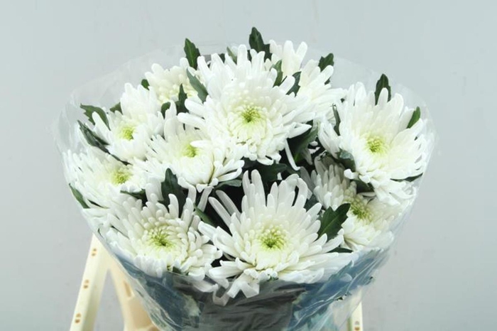 <h4>CHR G TOPSPIN WHITE (GEPLOZEN)</h4>