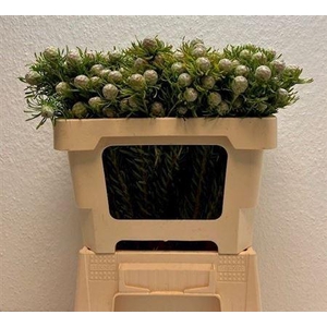 Kaaps Jade Pearl Spray