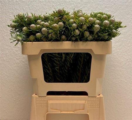 <h4>Kaaps Jade Pearl Spray</h4>