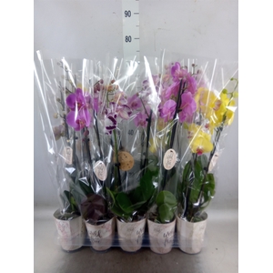 Phalaenopsis   ...mix