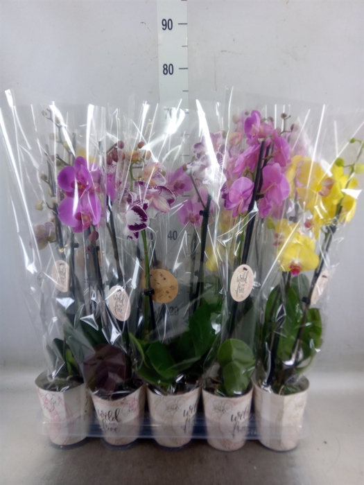 <h4>Phalaenopsis   ...mix</h4>
