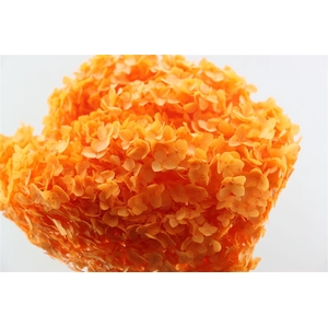 Pres Hydrangea Orange Bunch